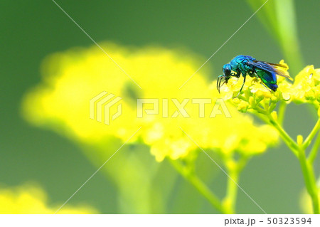 オオセイボウとオミナエシの花 オオセイボウとオミナエシの花 50323594