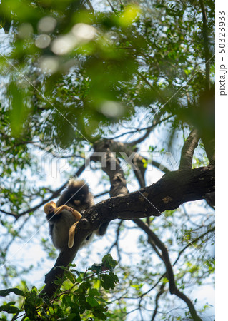 Dusky Langur Monkey baby with mother on the tree 50323933