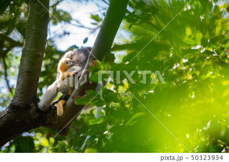 Dusky Langur Monkey baby with mother on the tree 50323934