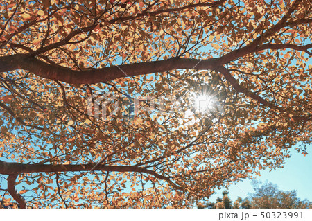 design of living coral color leaf on tree design of living coral color leaf on tree 50323991