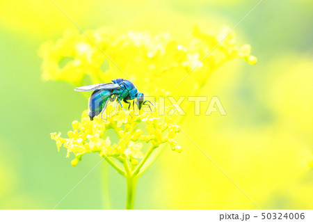 オオセイボウとオミナエシの花 オオセイボウとオミナエシの花 50324006