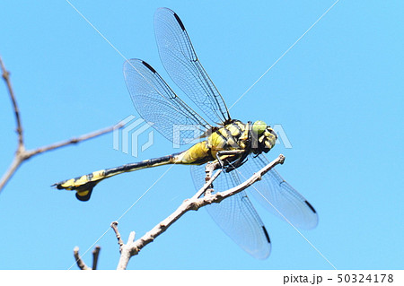 ウチワヤンマ（メス） 50324178