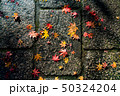 石畳と紅葉 50324204