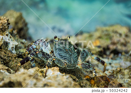 竹富島の謎のカニ 竹富島の謎のカニ 50324242