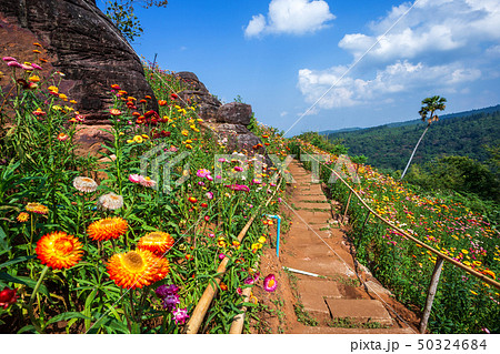Straw flower of colourful beautiful on green grass Straw flower of colourful beautiful on green grass 50324684