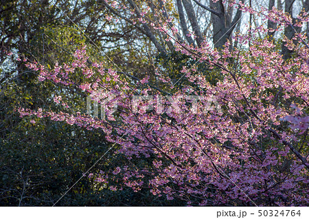 朝日に照らされる梅の花 50324764