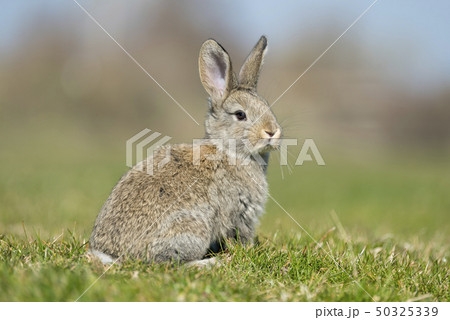 rabbit hare while  on grass background 50325339