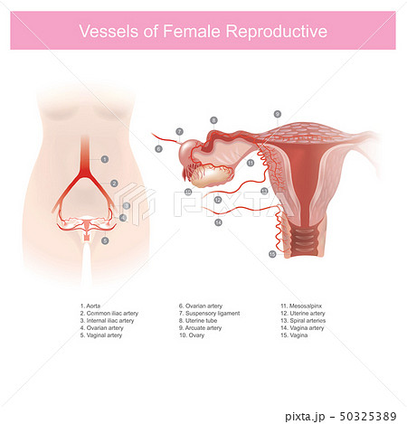 Vessels of Female Reproductive. 50325389