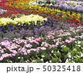 春の花壇 50325418