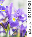 ダッチアイリス 50325424