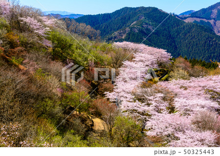 桜の名所100選・桜山公園(群馬県藤岡市) 桜の名所100選・桜山公園(群馬県藤岡市) 50325443