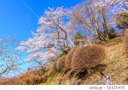 桜の名所100選・桜山公園(群馬県藤岡市) 50325450
