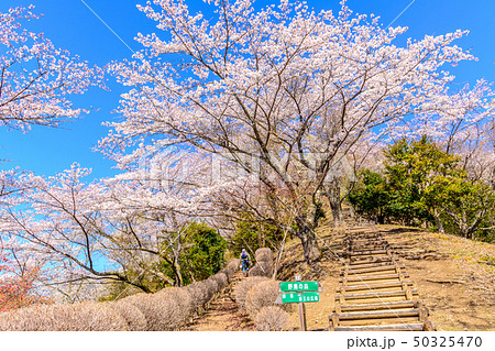 桜の名所100選 桜山公園 群馬県藤岡市 の写真素材