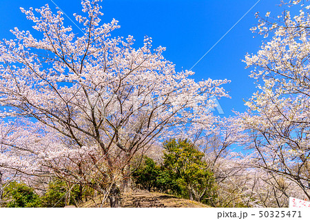 桜の名所100選 桜山公園 群馬県藤岡市 の写真素材