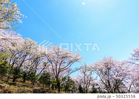 桜の名所100選・桜山公園(群馬県藤岡市) 50325556