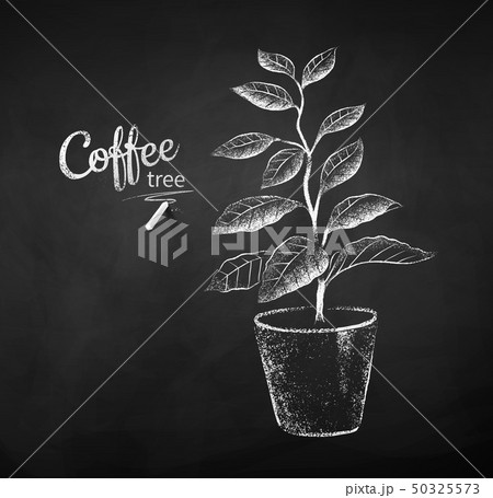 Vector chalk drawn sketch of coffee tree 50325573