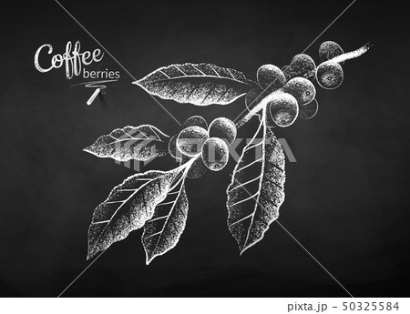 Chalk drawn vector sketch of coffee branch Chalk drawn vector sketch of coffee branch 50325584