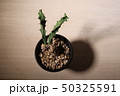 多肉植物 50325591