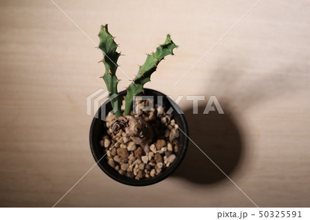 多肉植物 多肉植物 50325591