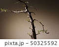 デカリー 50325592
