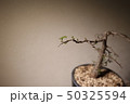 デカリー 50325594