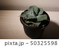 チタノタ 50325598