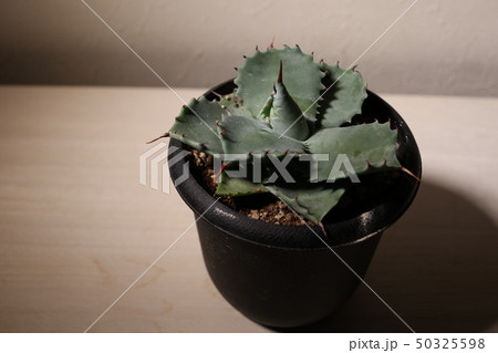 チタノタ 50325598