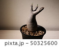 グラキリス 50325600