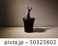 グラキリス 50325602