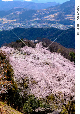 桜の名所100選・桜山公園(群馬県藤岡市) 桜の名所100選・桜山公園(群馬県藤岡市) 50325651