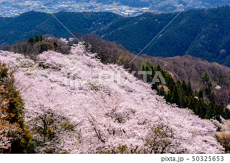 桜の名所100選・桜山公園(群馬県藤岡市) 桜の名所100選・桜山公園(群馬県藤岡市) 50325653