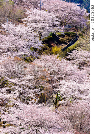 桜の名所100選・桜山公園(群馬県藤岡市) 50325662