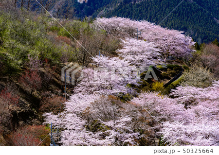 桜の名所100選 桜山公園 群馬県藤岡市 の写真素材