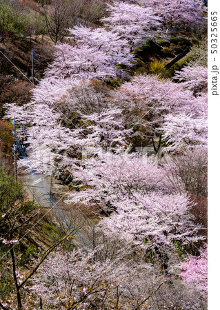 桜の名所100選 桜山公園 群馬県藤岡市 の写真素材