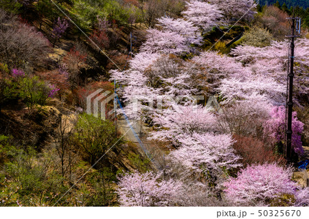 桜の名所100選・桜山公園(群馬県藤岡市) 50325670