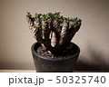 ギラウミニアナ 50325740