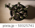 ギラウミニアナ 50325741