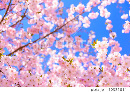 桜の名所100選 桜山公園 群馬県藤岡市 の写真素材