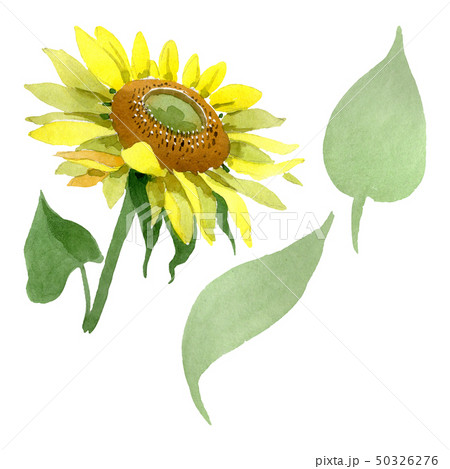 Sunflower floral botanical flowers. Watercolor background illustration set. Isolated sunflower Sunflower floral botanical flowers. Watercolor background illustration set. Isolated sunflower 50326276