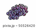 ぶどう 50326420