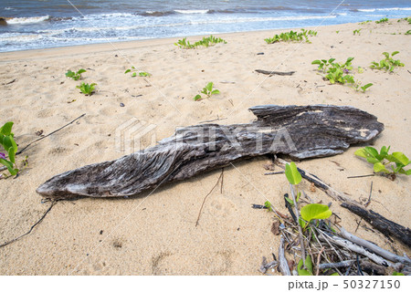 ビーチの流木 50327150