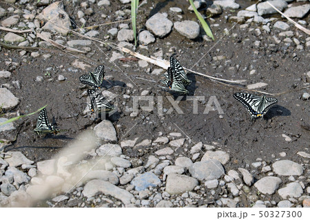 河原で吸水するアゲハチョウの群れ 50327300