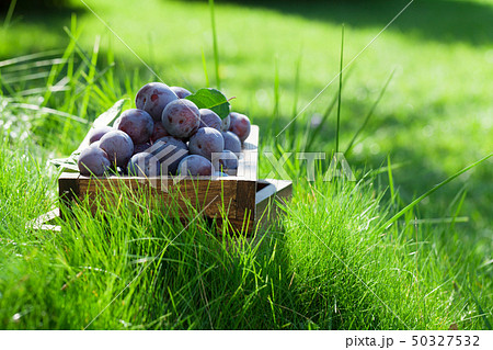 Garden plums in wooden box Garden plums in wooden box 50327532