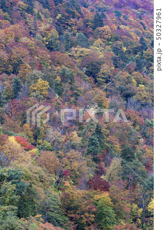 白川郷 紅葉 白川郷 紅葉 50327961