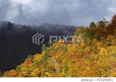 白川郷 光り輝く紅葉 白川郷 光り輝く紅葉 50328081
