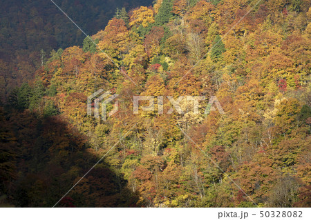 白川郷 光り輝く紅葉 白川郷 光り輝く紅葉 50328082
