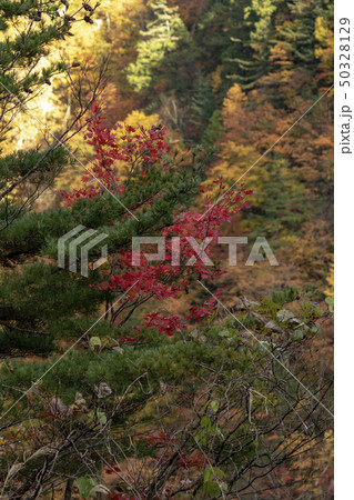 白川郷　紅葉 50328129