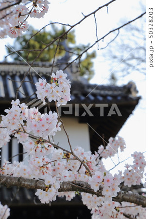 亀城公園(土浦城)の桜 50328203