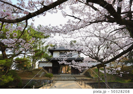 亀城公園(土浦城)の桜 亀城公園(土浦城)の桜 50328208