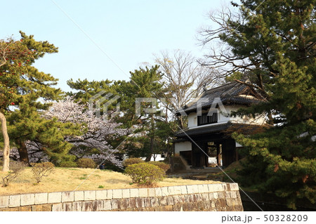 亀城公園(土浦城)の桜 亀城公園(土浦城)の桜 50328209